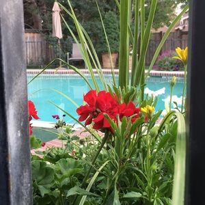 Meet your Posher, Lee ann